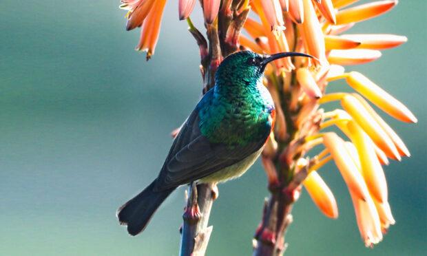 Sparkle & Serenity - Beethoven and Mozart (Online)